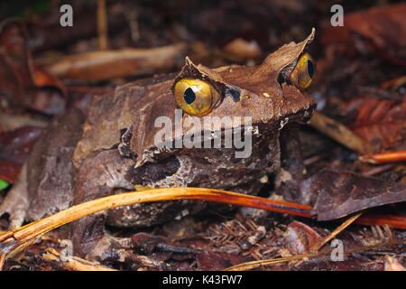 Montane (megophrys kobayashii grenouille cornue) Banque D'Images