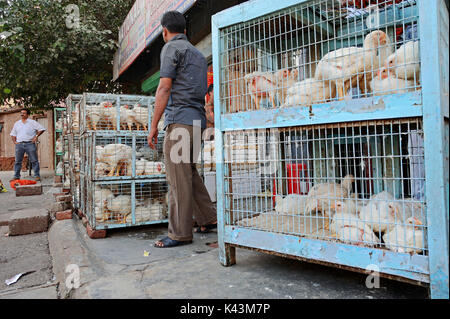 Vendeur et les oiseaux en cage à la boutique, New Delhi, Inde | Haushuehner Kaefig Geschaeft en en, Neu-Delhi, Indien Banque D'Images