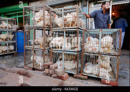 Vendeur et les oiseaux en cage à la boutique, New Delhi, Inde | Haushuehner Kaefig Geschaeft en en, Neu-Delhi, Indien Banque D'Images