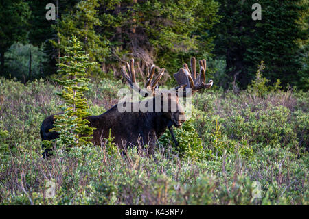 Zone de loisirs du lac de Brainard, Ward, Colorado. Banque D'Images