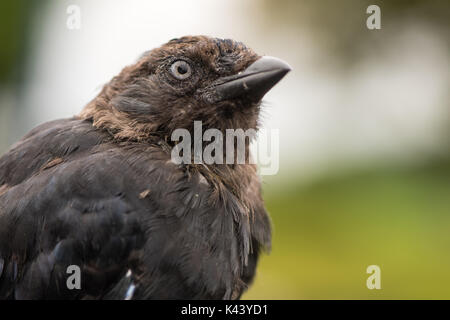 Choucas (Corvus monedula) close up de tête. Les oiseaux juvéniles dans la famille des corvidés (Corvidae) apparaissant avant échéance entièrement plumage hirsute Banque D'Images