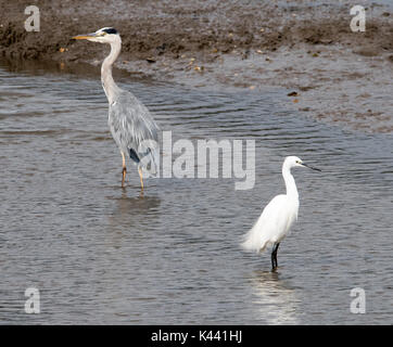 Heron gris et Little Egret Banque D'Images