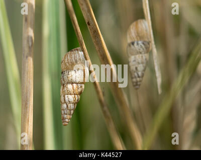 Un gros plan détail macro d'un Cochlicella acuta escargot accroché à tige d'herbe, qui fait partie d'Cochicellidae manomannette famille Banque D'Images