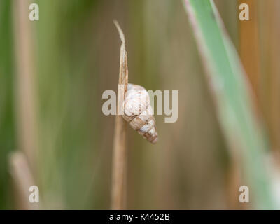 Un gros plan détail macro d'un Cochlicella acuta escargot accroché à tige d'herbe, qui fait partie d'Cochicellidae manomannette famille Banque D'Images