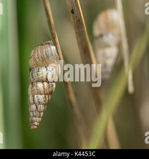 Un gros plan détail macro d'un Cochlicella acuta escargot accroché à tige d'herbe, qui fait partie d'Cochicellidae manomannette famille Banque D'Images