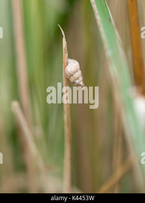 Un gros plan détail macro d'un Cochlicella acuta escargot accroché à tige d'herbe, qui fait partie d'Cochicellidae manomannette famille Banque D'Images