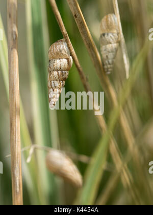 Un gros plan détail macro d'un Cochlicella acuta escargot accroché à tige d'herbe, qui fait partie d'Cochicellidae manomannette famille Banque D'Images