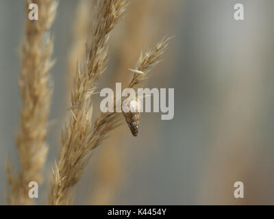 Un gros plan détail macro d'un Cochlicella acuta escargot accroché à tige d'herbe, qui fait partie d'Cochicellidae manomannette famille Banque D'Images