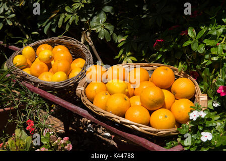 Oranges fraîchement cueillies dans un panier dans un jardin Banque D'Images