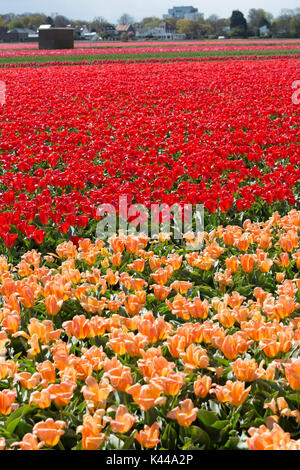 Tulipes rouges et pêche en culture à Lisse, Hollande, Pays-Bas Banque D'Images