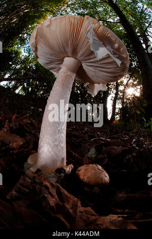 Dans un bois, champignons Amanita phalloides un toadstool très toxique. Vallée d'Aveto, Gênes, Italie, Europe Banque D'Images