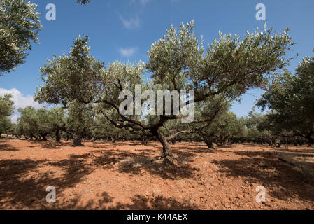L'huile d'Olive Tree coltivation, Falassarna, Crète, Grèce, Europe. Dans les basses terres de Falassarna il y a un énorme coltivation d'huile d'olive des arbres. Banque D'Images