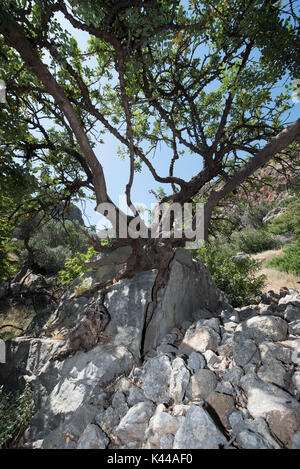 L'huile d'olive tree ancienne Lissos, bay, Crète, Grèce, Europe. Dans la ville abandonnée Lissos cultive beaucoup d'oliviers à huile très particullary avec trunks. Banque D'Images