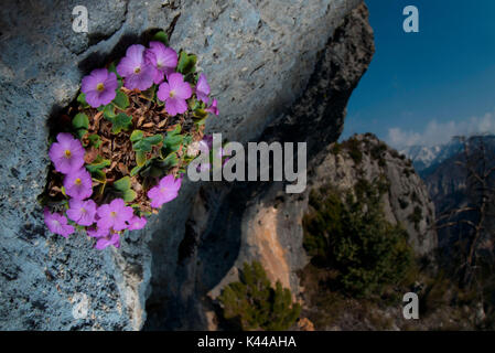 La France et l'Italie. Les très rares Primula allionii grandit entre la France et l'Italie sur les rochers Banque D'Images