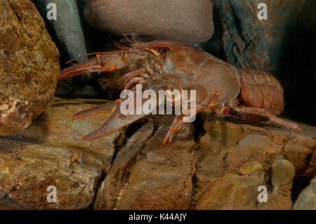 Austropotamobius pallipes est un rare italienne d'eau douce de crevettes. Vallée d'Aveto, Gênes, Italie, Europe Banque D'Images