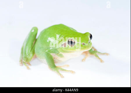 Stripeless tree frog, Hyla meridionalis Banque D'Images