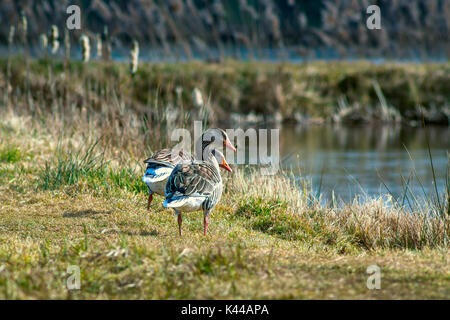 Deux canards sur l'herbe par un lac Banque D'Images