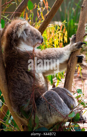 Melbourne, Australie. Koala de vous détendre dans le Victoria Healesville Sanctuary Banque D'Images