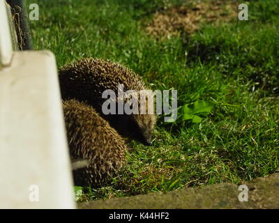 Sheerness, Kent. 16Th Jun 2017. Météo France : deux hérissons affamés nourrir après la tombée en préparation pour l'hiver prochain. Credit : James Bell/Alamy Live News Banque D'Images