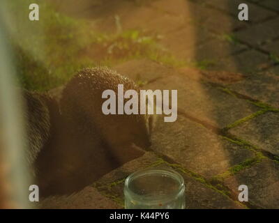 Sheerness, Kent. 16Th Jun 2017. Météo France : deux hérissons affamés nourrir après la tombée en préparation pour l'hiver prochain. Credit : James Bell/Alamy Live News Banque D'Images