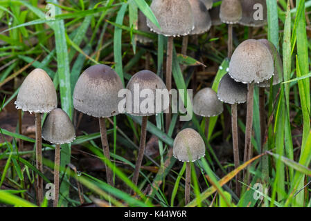 Panaeolus papilionaceus (mottlegill Petticoat / Panaeolus sphinctrinus / calosus / Agaricus Panaeolus campanulatus) sur l'excréments est pré Banque D'Images