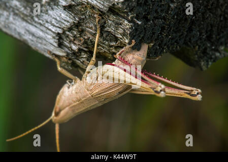 Or une grande sauterelle (Chrysochraon dispar) femelle en ponte dans le bois après avoir creusé le trou avec son ovipositeur Banque D'Images