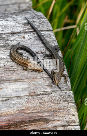 Deux jeunes lézards vivipare lézard commun / (Zootoca vivipara / Lacerta vivipara) les mineurs de soleil sur log en été Banque D'Images