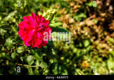 Dahlia rouge vif dans le jardin aux beaux jours d'été libre de Banque D'Images