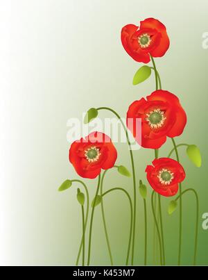 Beaux coquelicots Illustration de Vecteur