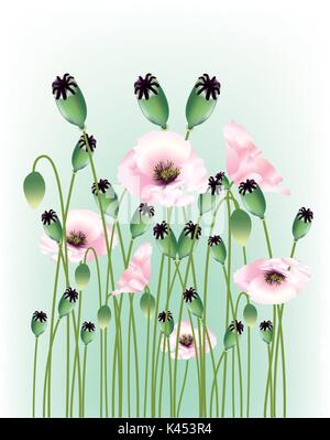 Beaux coquelicots Illustration de Vecteur