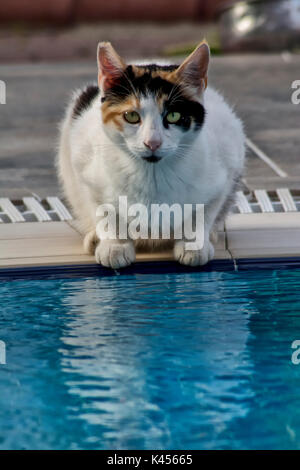 Feral cat boire d'une piscine Banque D'Images