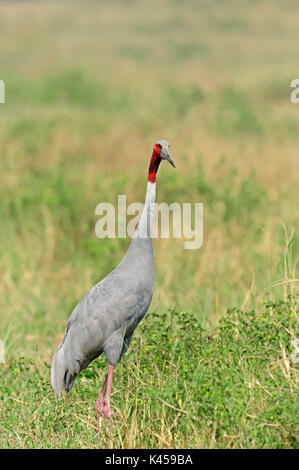 Sarus Crane, parc national de Keoladeo Ghana, Rajasthan, Inde / (Grus antigone) | Saruskranich Keoladeo Ghana, Nationalpark, Rajasthan, Indien Banque D'Images