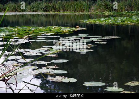 Feuilles flottantes de lilas dans un étang, surface de l'eau, Lily Pads, Pond, UN endroit pour pêcher, Duck Pond, feuilles flottantes, terres humides, eau, buissons, nature Banque D'Images