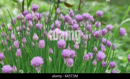 'Purple' Fleur de ciboulette ciboulette ou sauvages, la floraison de la ciboulette, l'oignon, l'ail, la ciboulette chinoise Schnitt Lauch à Saint-Gall, Suisse. Son nom latin est l'Allium schoenoprasum. Banque D'Images