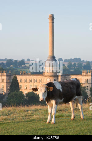 Vache taureau en face de Bliss Tweed Mill tôt le matin. Chipping Norton, Oxfordshire, Angleterre Banque D'Images