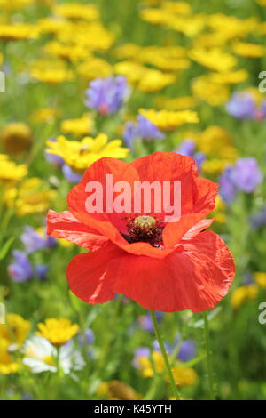 Un coquelicot (Papaver rhoeas) fleurit dans un pré semé du maïs avec œillets (Chrysanthemum segetum) et maïs-coques (agrostemma inodora),l'été Banque D'Images