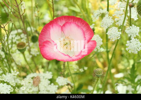 Vrai Shirley pavot (Papaver rhoeas) fleurissent dans une prairie à côté de l'évêque picturale (Ammi majus Fleurs en été (juillet), Royaume-Uni Banque D'Images