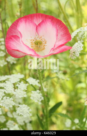 Vrai Shirley pavot (Papaver rhoeas) fleurissent dans une prairie à côté de l'évêque picturale (Ammi majus Fleurs en été (juillet), Royaume-Uni Banque D'Images