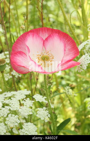 Vrai Shirley pavot (Papaver rhoeas) fleurissent dans une prairie à côté de l'évêque picturale (Ammi majus Fleurs en été (juillet), Royaume-Uni Banque D'Images