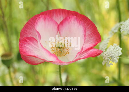 Vrai Shirley pavot (Papaver rhoeas) fleurissent dans une prairie à côté de l'évêque picturale (Ammi majus Fleurs en été (juillet), Royaume-Uni Banque D'Images