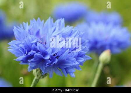 Bleuet bleu (Centaurea cyanus) en pleine floraison dans une prairie en été (juillet), Royaume-Uni Banque D'Images