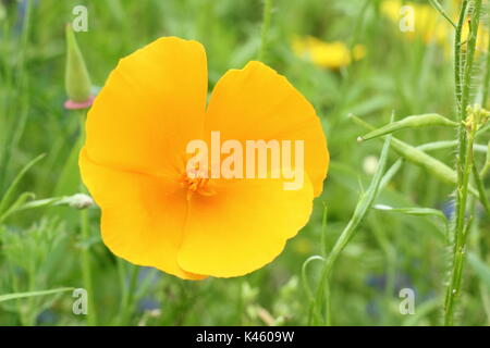 Fleurs de pavot de Californie (Eschscholzia californica) et de mûrissement seedhead dans une prairie de fleurs en été (juillet), Sheffield, England, UK Banque D'Images