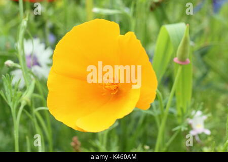 Pavot de Californie (Eschscholzia californica) en pleine floraison dans une prairie de fleurs en été (juillet), Sheffield, South Yorkshire, Angleterre, Royaume-Uni Banque D'Images