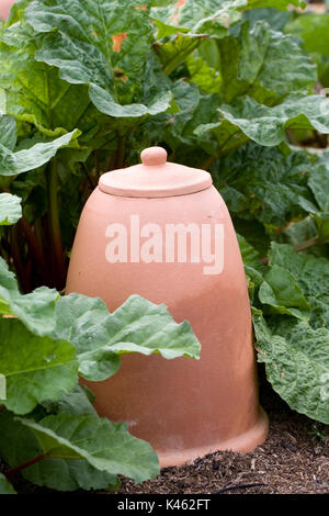 Rheum. La rhubarbe derrière un pot de forçage traditionnel Banque D'Images