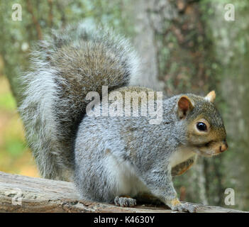 Close-up of a chubby l'écureuil gris (Sciurus carolinensis) assis sur une terrasse en bois garde-corps Banque D'Images