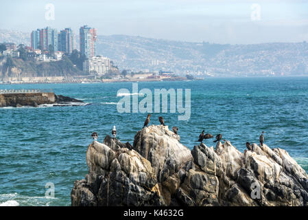 Les cormorans et les Mouettes sur un rocher dans la région de Vina del Mar, Chili Banque D'Images