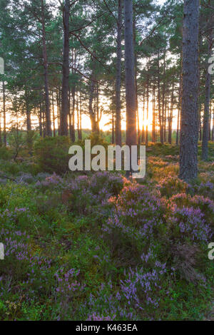 Coucher du soleil et de la lumière sur les arbres de Abernathy Forêt, Parc National de Cairngorms, en Écosse, Royaume-Uni Banque D'Images