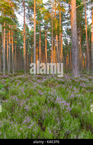 Coucher du soleil et de la lumière sur les arbres de Abernathy Forêt, Parc National de Cairngorms, en Écosse, Royaume-Uni Banque D'Images