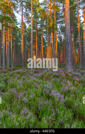 Coucher du soleil et de la lumière sur les arbres de Abernathy Forêt, Parc National de Cairngorms, en Écosse, Royaume-Uni Banque D'Images