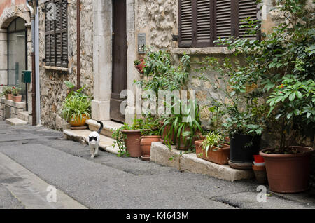 Chat dans friont d'une vieille maison de ville avec les pots de fleurs, vence, france Banque D'Images